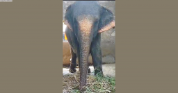 ‘...my elephant died due to poisoning’, says owner
